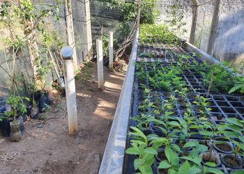 Secretaria de Agricultura de Patos realiza distribuição de mudas de plantas frutíferas que são produzidas no viveiro municipal