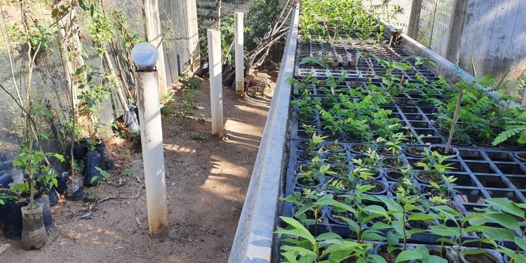 Secretaria de Agricultura de Patos realiza distribuição de mudas de plantas frutíferas que são produzidas no viveiro municipal