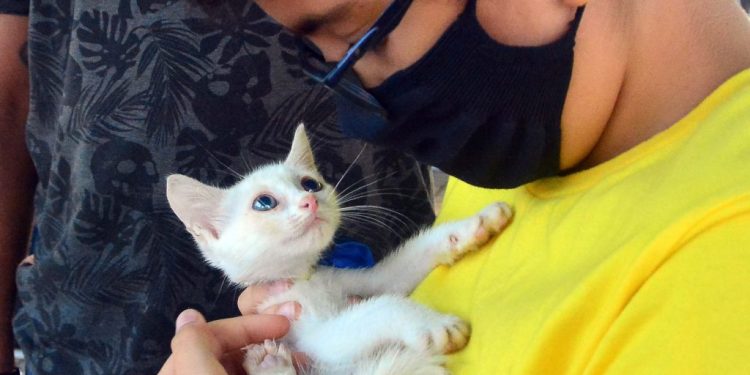 Em João Pessoa: SEMAM dá continuidade ao cadastro de protetores e ONGs de amparo animal