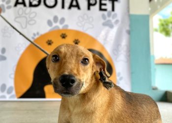 Prefeitura de Patos lança programa de adoção responsável de animais