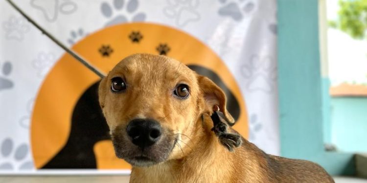 Prefeitura de Patos lança programa de adoção responsável de animais