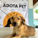 Prefeitura de Patos lança programa de adoção responsável de animais