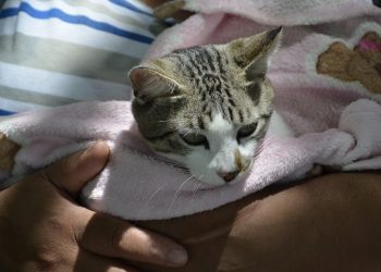 Prefeitura de Campina Grande inicia cirurgias do Castramóvel