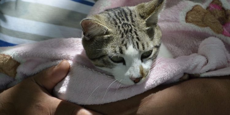 Prefeitura de Campina Grande inicia cirurgias do Castramóvel