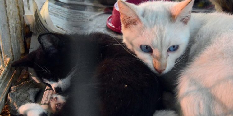 Cícero assina contrato da 1ª clínica pet municipal, que começa a funcionar em abril