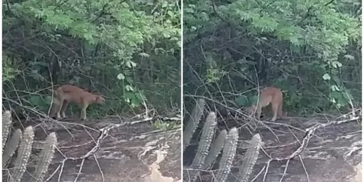 VÍDEO: Moradores flagram onça-parda na região de Patos