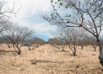 Decretada situação de emergência em município paraibano devido à seca