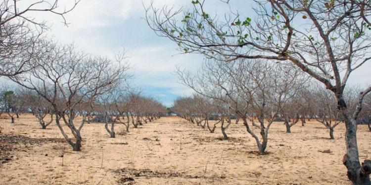 Decretada situação de emergência em município paraibano devido à seca