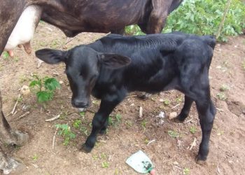 Nasce 1º bezerro de inseminação do Programa de melhoramento genético bovino na zona rural de Patos