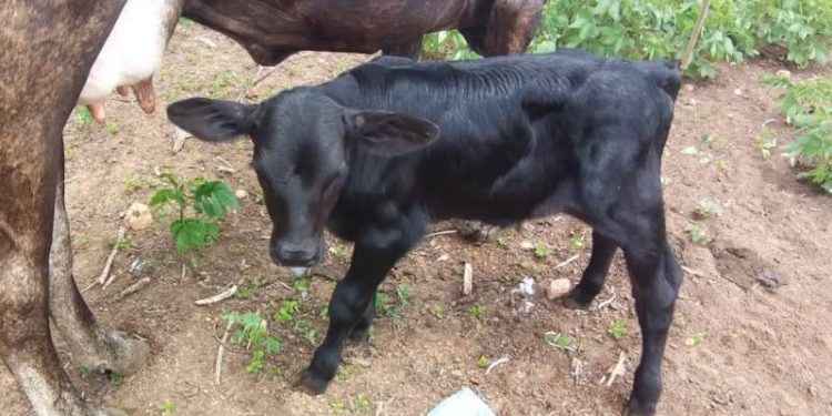 Nasce 1º bezerro de inseminação do Programa de melhoramento genético bovino na zona rural de Patos