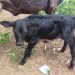 Nasce 1º bezerro de inseminação do Programa de melhoramento genético bovino na zona rural de Patos