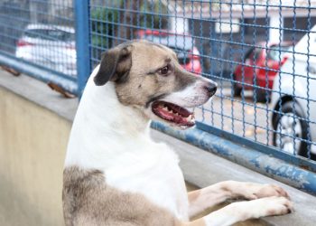 Câmara Federal aprova projeto que incentiva a adoção de animais