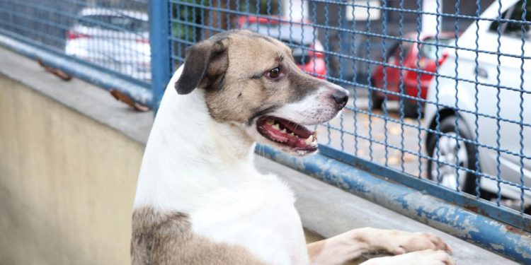 Câmara Federal aprova projeto que incentiva a adoção de animais