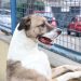 Câmara Federal aprova projeto que incentiva a adoção de animais