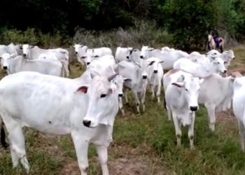 Ministério da Agricultura e Pecuária confirma que caso de Encefalopatia Espongiforme Bovina é atípico