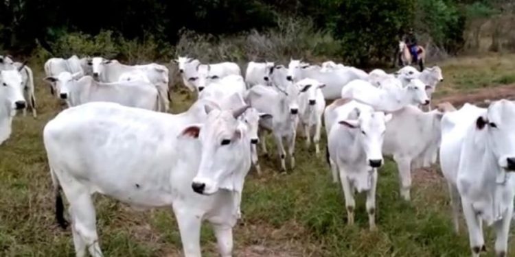 Ministério da Agricultura e Pecuária confirma que caso de Encefalopatia Espongiforme Bovina é atípico