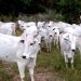 Ministério da Agricultura e Pecuária confirma que caso de Encefalopatia Espongiforme Bovina é atípico
