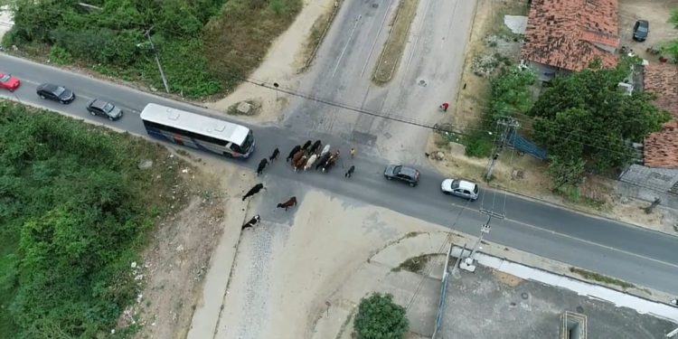 Ação integrada entre órgãos de CG visa evitar acidentes com animais de grande porte abandonados nas vias