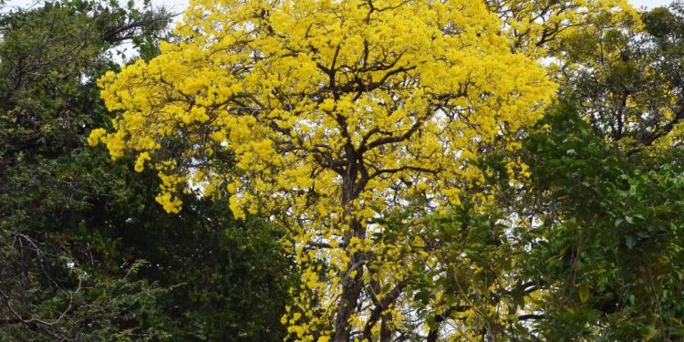 João Pessoa ganha selo internacional da ONU de ‘Cidades Árvores do Mundo’