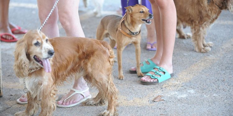 Governo federal proíbe uso de animais em pesquisas de cosméticos e perfumes