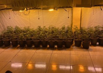 Polícia Civil encontra plantação de maconha na Zona Rural de Queimadas