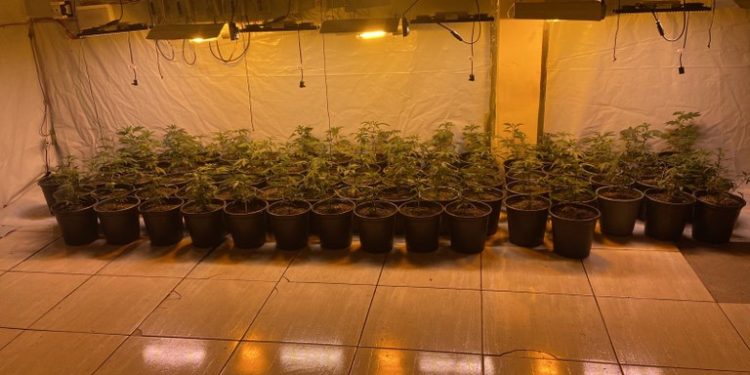 Polícia Civil encontra plantação de maconha na Zona Rural de Queimadas