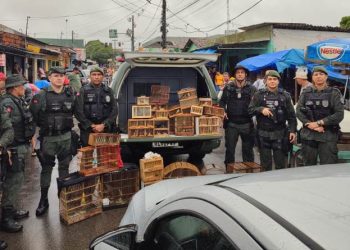 Operação Voo Livre combate o tráfico de aves silvestres em feira de João Pessoa