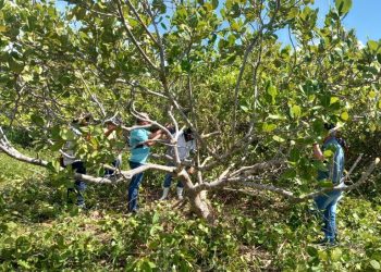 Governo da Paraíba incentiva expansão da cajucultura no Litoral