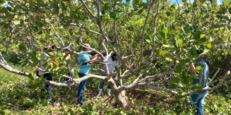 Governo da Paraíba incentiva expansão da cajucultura no Litoral