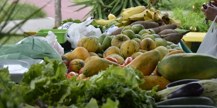 Lei aprovada na CMJP incentiva cultivo e venda de produtos orgânicos