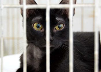 Prefeitura de João Pessoa inicia castração de cães e gatos de rua na segunda semana de abril