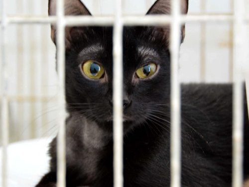 Prefeitura de João Pessoa inicia castração de cães e gatos de rua na segunda semana de abril