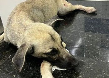 Cachorro pode perder uma das patas após ser baleado em Mangabeira