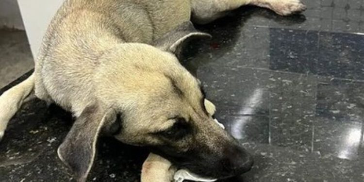 Cachorro pode perder uma das patas após ser baleado em Mangabeira