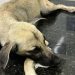 Cachorro pode perder uma das patas após ser baleado em Mangabeira