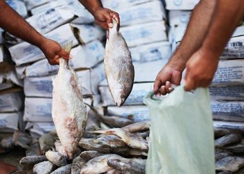 Prefeitura de Cabedelo realiza entrega de peixes a famílias em vulnerabilidade social nesta quarta-feira