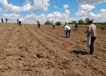 Famílias do Projeto Agrovila Águas de Acauã iniciam cultivo de roçado coletivo