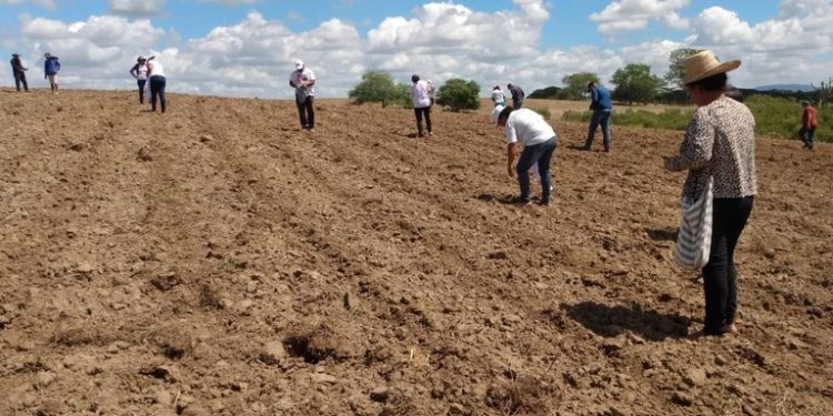 Famílias do Projeto Agrovila Águas de Acauã iniciam cultivo de roçado coletivo