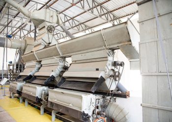 Apoio do Governo da Paraíba garante aumento da produtividade de algodão orgânico na região de Ingá