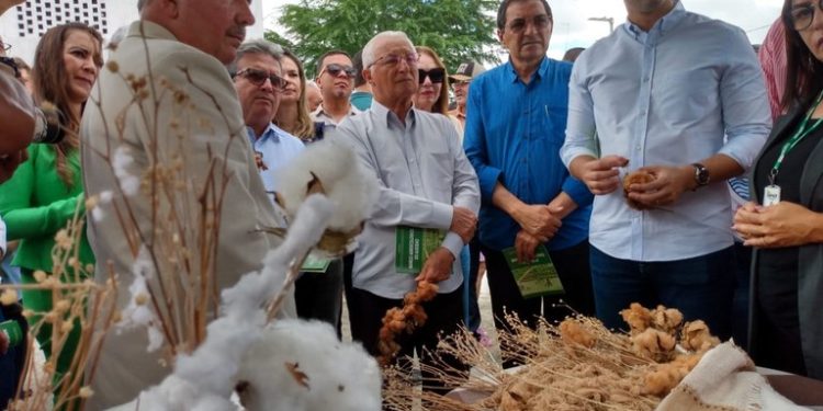 Apoio do Governo do Estado consolida produção de algodão orgânico na Paraíba