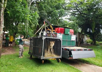 Parque Arruda Câmara recebe nova leoa que fará companhia a Leona