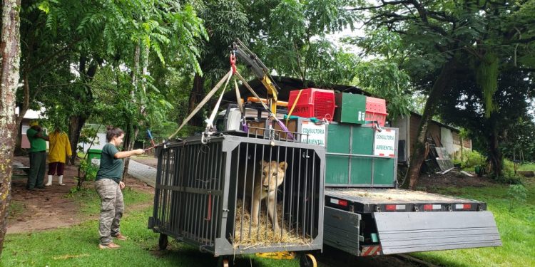 Parque Arruda Câmara recebe nova leoa que fará companhia a Leona