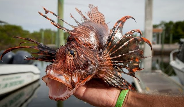 OAB aciona Ministério do Meio Ambiente e IBAMA para conter avanço peixe-leão no litoral paraibano