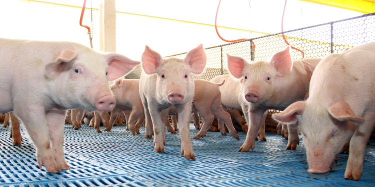 Circovírus suíno: estudo da Zoetis atesta prevalência dos genótipos B e D nas granjas brasileiras