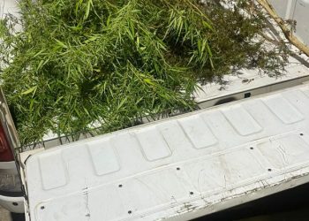 PM prende casal que plantava maconha no quintal de casa no sertão paraibano
