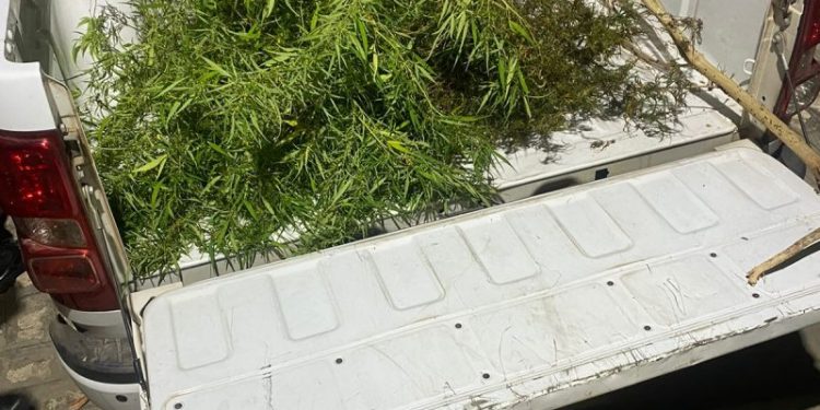 PM prende casal que plantava maconha no quintal de casa no sertão paraibano