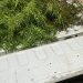 PM prende casal que plantava maconha no quintal de casa no sertão paraibano