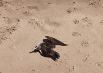 Laboratório atesta que aves encontradas em Cabedelo não morreram por Influenza Aviária