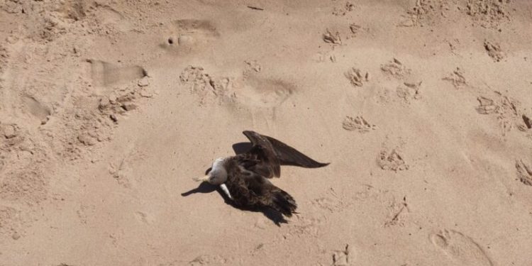 Laboratório atesta que aves encontradas em Cabedelo não morreram por Influenza Aviária