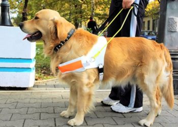 Lei sancionada permite que portadores de sofrimentos psíquicos sejam acompanhados por animais em espaços públicos